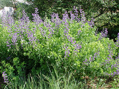 Baptisia australis